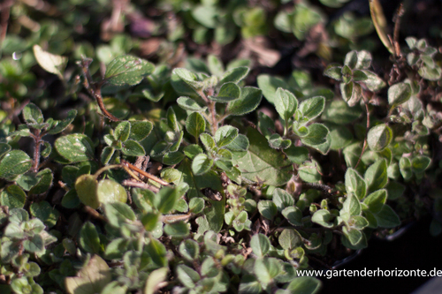 Heidegünsel, Oregano, Origanum vulgare ssp. hirtum