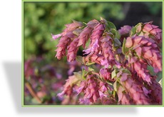 Heidegünsel, Oregano, Origanum hybride 'Bristol Cross'