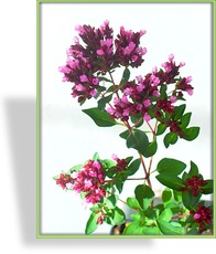 Heidegünsel, Oregano, Origanum laevigatum 'Herrenhausen'