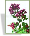 Heidegünsel, Oregano, Origanum laevigatum 'Herrenhausen'