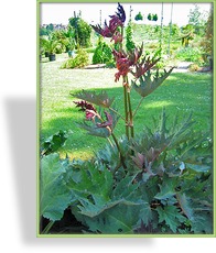Sibirischer Zierrhabarber, Rheum palmatum var tanguticum
