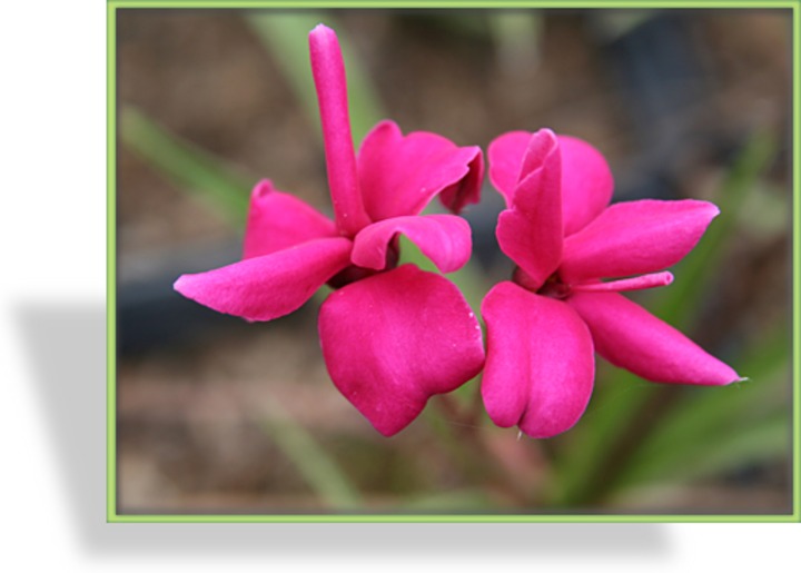 Grasstern, Rhodohypoxis baurii 'Claret'