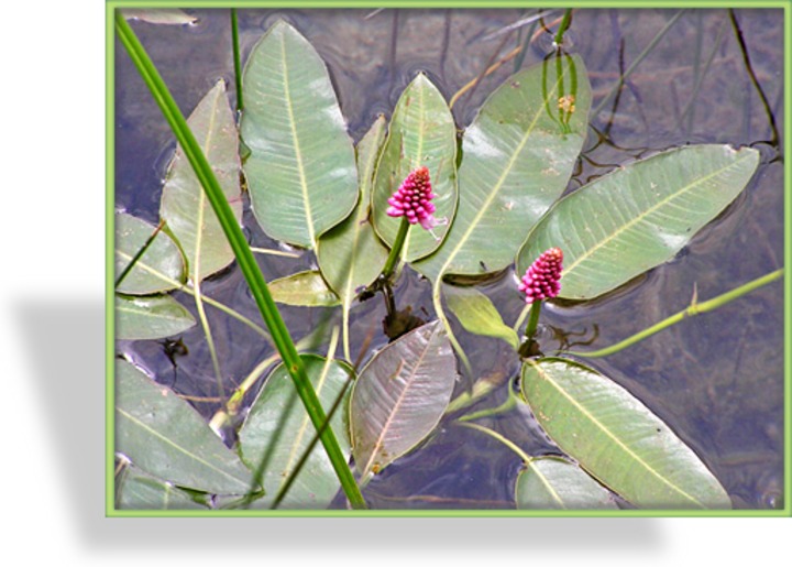 Knöterich, Wasserknöterich, Persicaria amphibia