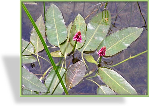 Knöterich, Wasserknöterich, Persicaria amphibia
