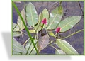 Knöterich, Wasserknöterich, Persicaria amphibia