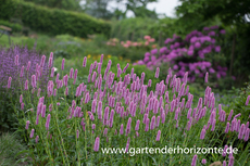 Wiesenknöterich, Bistorta officinalis 'Hohe Tatra'