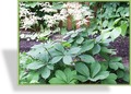 Schaublatt, Kastanien-Schaublatt, Rodgersia aesculifolia