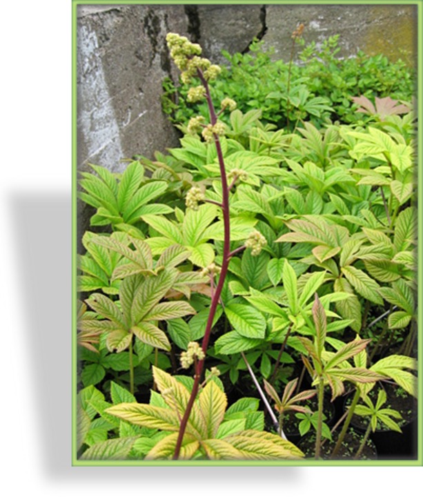 Schaublatt, Gefiedertes Schaublatt, Rodgersia pinnata