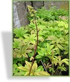 Schaublatt, Gefiedertes Schaublatt, Rodgersia pinnata