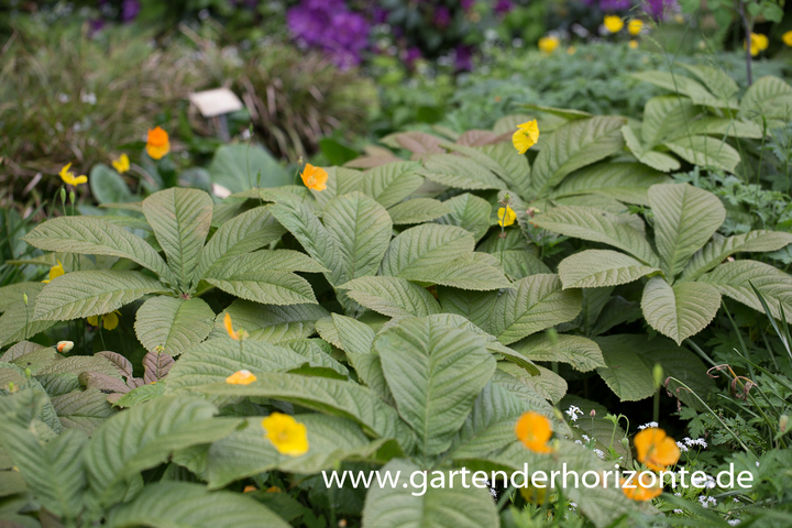 Gestieltblättriges Schaublatt, Rodgersia podophylla 'Rotlaub'