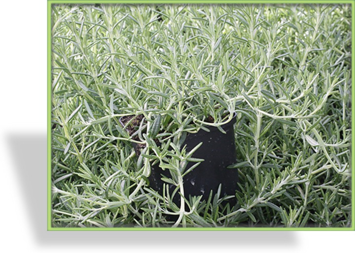 Rosmarin, Rosmarinus officinalis 'Blue Rain'