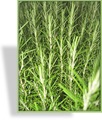Rosmarin, Rosmarinus officinalis 'Collingwood Ingram'