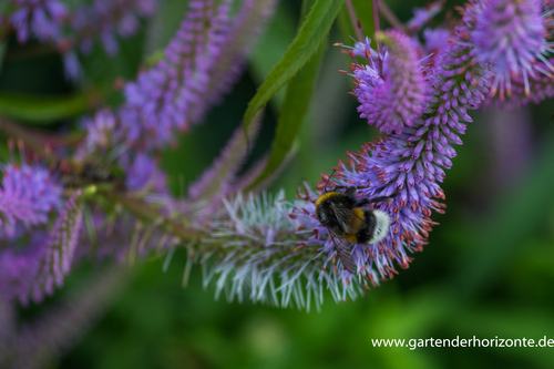 Ehrenpreis, Virginischer Riesen-Ehrenpreis, Veronicastrum virginicum 'Apollo'
