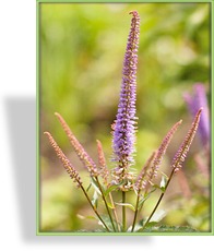 Ehrenpreis, Virginischer Riesen-Ehrenpreis, Veronicastrum virginicum 'Cupid'