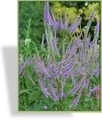 Ehrenpreis, Virginischer Riesen-Ehrenpreis, Veronicastrum virginicum 'Lavendelturm'