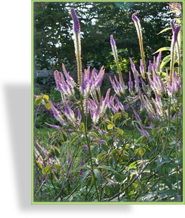 Ehrenpreis, Virginischer Riesen-Ehrenpreis, Veronicastrum virginicum 'Fascination'