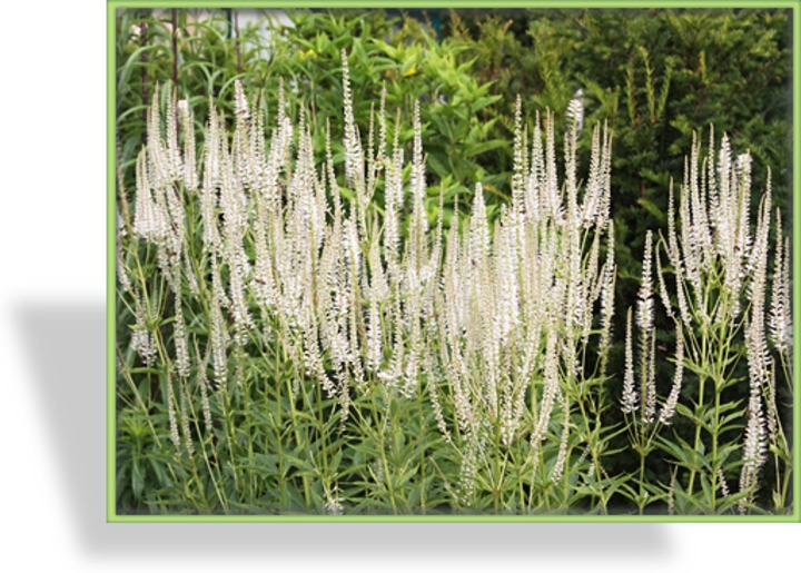Ehrenpreis, Virginischer Riesen-Ehrenpreis, Veronicastrum virginicum 'Diana'