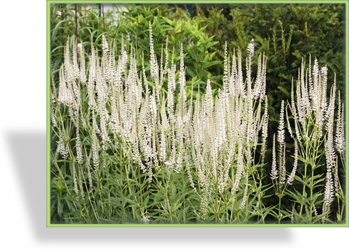 Ehrenpreis, Virginischer Riesen-Ehrenpreis, Veronicastrum virginicum 'Diana'
