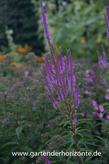 Kandelaberehrenpreis, Veronicastrum virginicum 'Willemijntje'