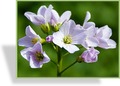 Wiesenschaumkraut, Cardamine pratensis