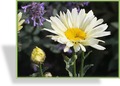 Margerite, Frühlingsmargerite, Leucanthemum maximum 'Broadway Lights'