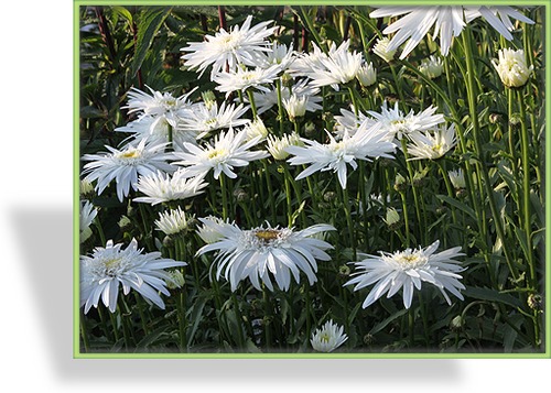 Margerite, Frühlingsmargerite, Leucanthemum maximum 'Christine Hagemann'