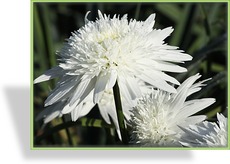 Margerite, Frühlingsmargerite, Leucanthemum maximum 'Eisstern'