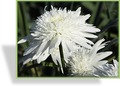Margerite, Frühlingsmargerite, Leucanthemum maximum 'Eisstern'