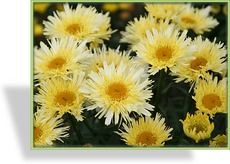 Margerite, Frühlingsmargerite, Leucanthemum maximum 'Goldrausch'