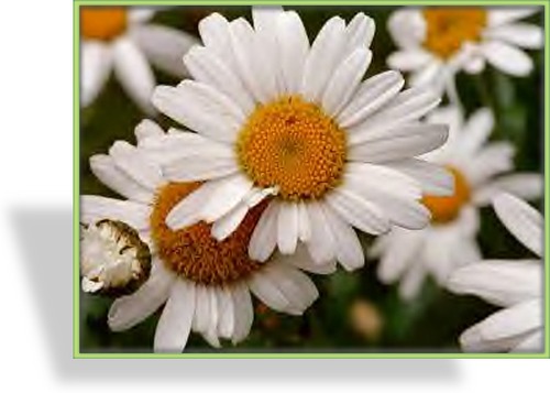 Margerite, Wiesenmargerite, Leucanthemum vulgare 'Maikönigin'