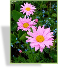 Margerite, Bunte Margerite, Tanacetum coccineum 'Robinsons Rosa'