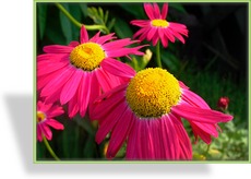 Margerite, Bunte Margerite, Tanacetum coccineum 'Robinsons Rot'