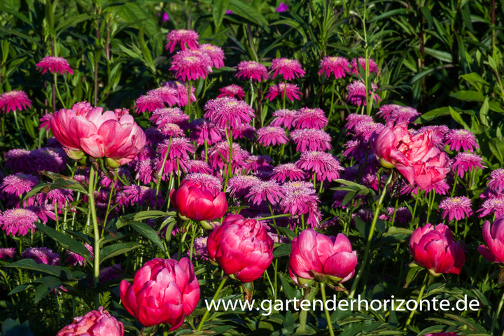 Bunte Margerite, Tanacetum coccineum 'Alfred'