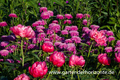 Bunte Margerite, Tanacetum coccineum 'Alfred'