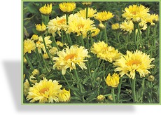 Margerite, Sommermargerite, Leucanthemum maximum 'Goldfinch'