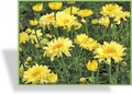 Margerite, Sommermargerite, Leucanthemum maximum 'Goldfinch'