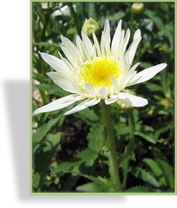 Margerite, Sommermargerite, Leucanthemum maximum 'Alaska'