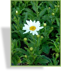 Margerite, Sommermargerite, Leucanthemum maximum 'Dwarf Snow Lady'