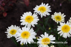 Großblumige Sommer-Margerite, Leucanthemum x superb.'Real Glory' -R