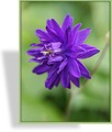 Akelei, Gefüllte Akelei, Aquilegia vulgaris 'Blue Barlow'