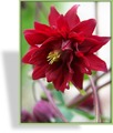 Akelei, Gefüllte Akelei, Aquilegia vulgaris 'Ruby Port'