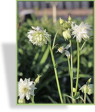 Akelei, Gefüllte Akelei, Aquilegia vulgaris 'White Barlow'