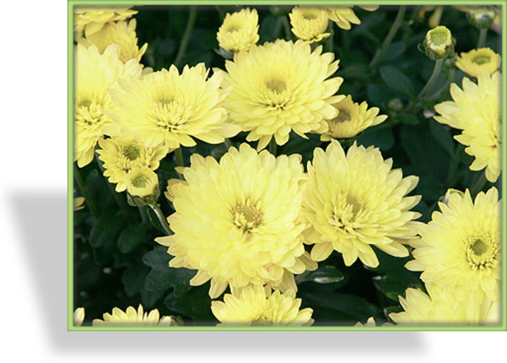 Chrysantheme, Chrysanthemum x hortorum 'Citronella'