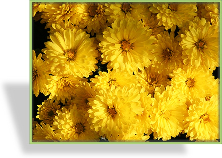 Chrysantheme, Chrysanthemum x hortorum 'Friederike'