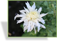 Chrysantheme, Chrysanthemum x hortorum 'Larry'