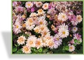 Chrysantheme, Chrysanthemum x hortorum 'Apricot'