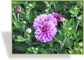 Chrysantheme, Chrysanthemum x hortorum 'Herbstkuss'