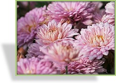 Chrysantheme, Chrysanthemum x hortorum 'Andante'
