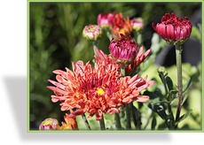 Chrysantheme, Chrysanthemum x hortorum 'Bronzekrone'