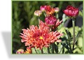 Chrysantheme, Chrysanthemum x hortorum 'Bronzekrone'